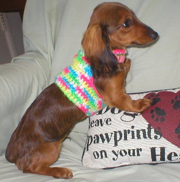 Easy Crochet Dog Sweaters